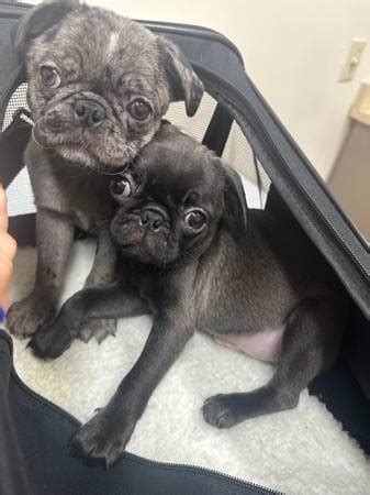 new york pets "pug" - craigslist relevance 1 - 18 of 18 10 Year Old Pug · Brooklyn · 9/28 pic CKC Registered Pug Puppies · Max Meadows · 9/24 pic Pug Boston terriers · Hawley · ….