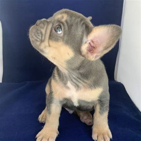 Craigslist puppies bakersfield. craigslist For Sale "puppy" in Bakersfield, CA. see also. Dachshund puppy. $0. Tehachapi Bulldog Puppy. $880. Bakersfield beautiful puppy for rehoming . $0 ... 