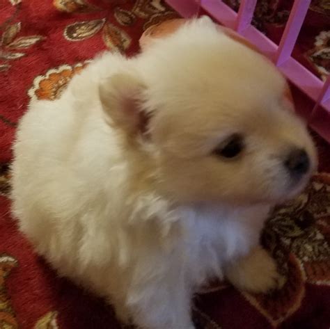 Puppy for sale · Cincinnati · 4/5. hide. M