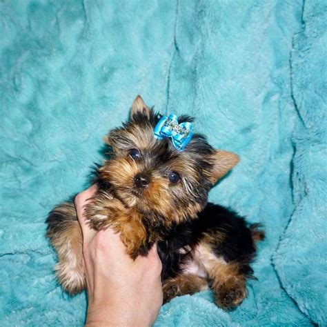 Craigslist puppies for sale albuquerque. The typical price for Yorkshire Terrier puppies for sale in Albuquerque, NM may vary based on the breeder and individual puppy. On average, Yorkshire Terrier puppies from a breeder in Albuquerque, NM may range in price from $2,500 to $3,500. …. 