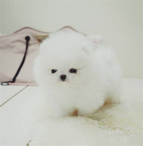 $5,000 Invictus Pomeranian · Charlotte, NC Very high quality white boy available. AKC registered . Current on all vaccinations . Serious inquiries only. KouturePoms.com Kiril …. 