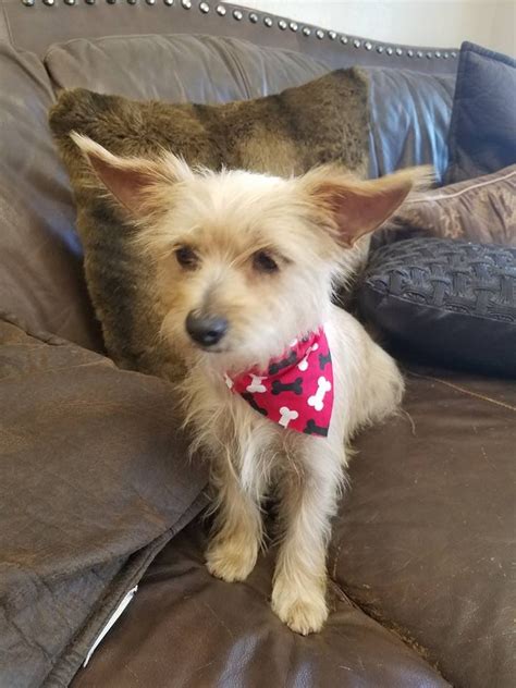 Puppy Shih Poo · Los Angeles · 10/5 pic. * American Bully Puppy Male * $450 · GARDENA · 10/5 pic. Pomeranian puppy Female · Norwalk · 10/5 pic. Pomeranian female puppy teacup · Victorville · 10/5 pic. Rehoming Chihuahua mixed dashund puppy · La Puente · 10/4 pic. french bulldog female puppy · Beverly Hills · 10/4 pic.. 