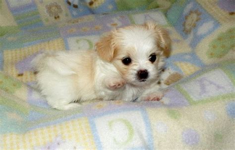 Craigslist puppies phoenix az. On a daily basis, we receive applications from breeders and businesses selling dogs like Cockapoo puppies in Phoenix and wanting to join the prestigious Uptown network, but only around 10% of those applications are approved. That's because we have one of the strictest screening procedures in the business and only want to work with the best of ... 