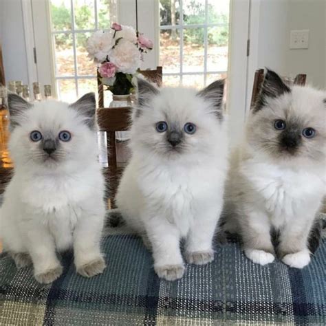 Ragdoll kittens available - born September 1st, ready to go home this weekend. Queen: lynx torbie point Sire: chocolate solid coat Available kittens: 1 seal point female 2 cream color males I also have 2 chocolate females from my other queen. They will be available to go home around the 3rd week of November..