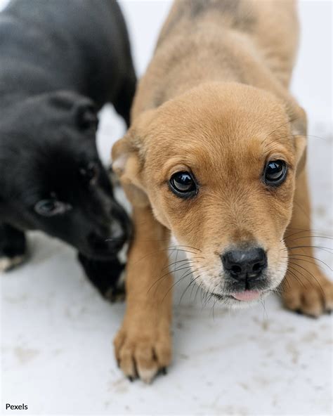 craigslist For Sale "puppies" in Eastern NC. see also. Bloodhound puppies. $450. Pug puppies. $1,200. Grifton Chihuahua puppies. $150. Bladenboro ... Raleigh, NC Puppy. …. 