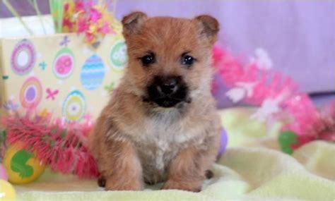 Craigslist sacramento puppies for sale. Scotish Terrier Puppies. 10/15 · Sacramento. $900. no image. Yellow Labrador Retriever puppies. 10/14 · Lincoln. $1,200. •. Purebred Australian Shepherd Puppies. 