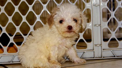 Puppies Find Puppies and Breeders in San Antonio, TX and helpful information. All puppies found here are from AKC-Registered parents.. 