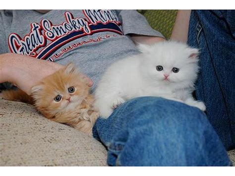 Craigslist seattle kittens for sale. ... farm & garden - by owner "kitten" - craigslist. ... Kittens - one 1. ••••. Kittens - one. 2h ago·Seattle ... no image · Two kittens for sale. 4/20·Yakima. ... 