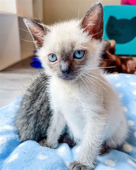 Adorable Siamese Kittens For Rehoming. catpuccino20 member 2 years. Hilliard, Ohio. ... Ragamese Kittens For Sale. furryfriends22 member 5 years. Niles, Ohio. I have ragamese kittens m/f ready to go blue point lynx and blue bicolor dad is a blue bicolor ragdoll... $175 3 Month Old Female Siamese Kitten. ddpj5121986 member 4 years.. 