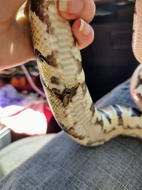 Did someone say hognoses?! Thank you Jeff for stopping by and dropping off some incredible and gorgeous hognose snakes! Thank you again and safe.... 