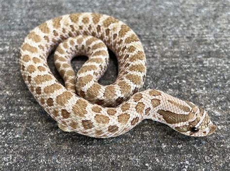 Craigslist snakes for sale. ReptMart.com breeds some of the highest quality reptiles for sale in the industry. We have a huge variety of reptiles for sale such as boas, ball pythons, corn snakes, king snakes, turtles, tortoises, geckos, lizards, arachnids, toads, salamanders, frogs and newts. Our highly specialized breeding facility also allows us to produce unique ... 