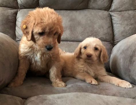 craigslist For Sale "puppies for sale" in Lansing, MI ... MI. see also. WANTED OLD MOTORCYCLES 📞1(800) 220-9683 www.wantedoldmotorcycles.com. $0. Call📞1(800)220 .... 