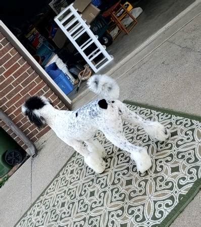 Craigslist standard poodle. Things To Know About Craigslist standard poodle. 