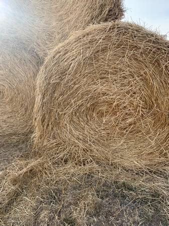 Craigslist straw bales. Size: 4x5. Price Description: $65-$85/Bale depending on quality. Compare. Sadowsky Hay Co. Peru, Indiana 46970. Phone: (765) 780-7294. Email Seller Video Chat. 2nd and 3rd cutting bales. Bales weigh 800-900lbs on average Can deliver anywhere in the U.S., Contact for more information. 