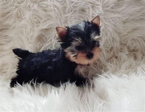 Craigslist tampa puppies for sale. The cost to adopt a Maltese is around $300 in order to cover the expenses of caring for the dog before adoption. In contrast, buying Maltese from breeders can be prohibitively expensive. Depending on their breeding, they usually cost anywhere from $1,000-$4,000. 