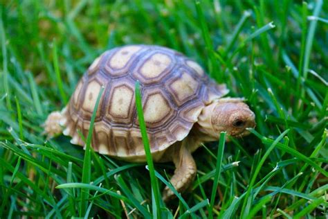 A baby tortoise is called a hatchling. It uses its egg tooth to break the shell of the egg and emerge. Hatchlings are very vulnerable for the first few days of life, and rely on the embryonic sac for nutrition until they are strong enough t.... 