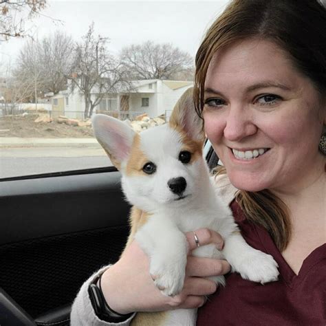 Craigslist welsh corgi. The Pembroke Welsh corgi has an average life expectancy between 11 and 13 years. However, corgis are also prone to certain serious health concerns, such as intervertebral disc disease and canine hip dysplasia, that may affect their quality ... 