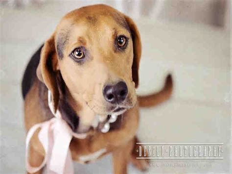 craigslist Pet Services in Winston-salem, NC. ... Winston-Salem Dog