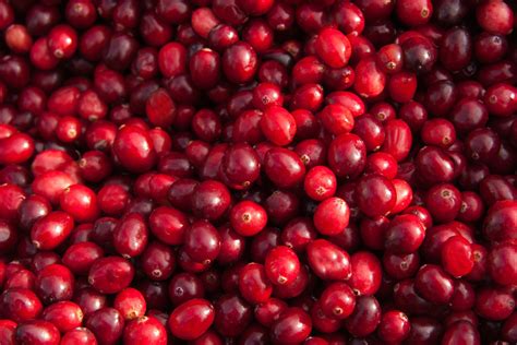 Cranberries can bounce, float and pollinate themselves: The saucy science of a Thanksgiving classic