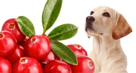 Cranberry and Your Pet