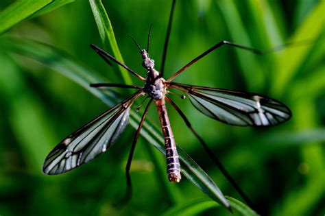 Crane Flies: What They Are, Common Misconceptions, And How …