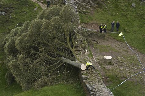 Crane is brought in to remove a tree by Hadrian’s Wall in England that was cut in act of vandalism