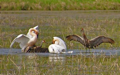 Crane vs Swan - What