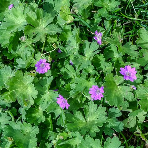 Cranesbill - Weeds - Croprotect