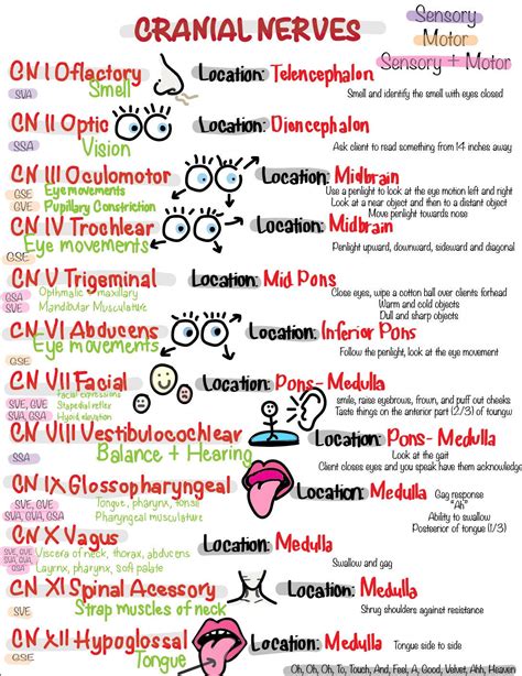 Cranial Nerve Cheat Sheet
