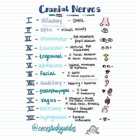 Cranial Nerves Cheat Sheet for Nurses
