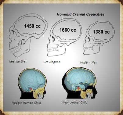 Cranial capacity of cro magnon man - api.3m.com