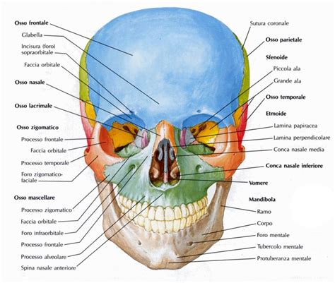 Cranio: la connessione delle ossa del cranio. Tipi, tipi e …