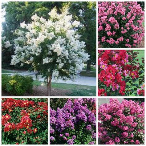 Crape Myrtle Tree Colors