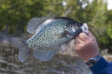 Crappie Onlyfans Leak