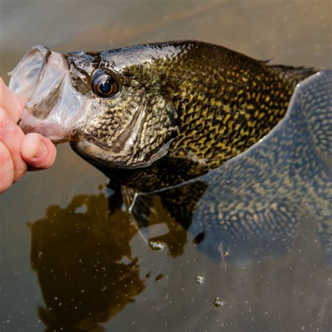 Crappie Fishing Spots On Lake Texoma, Hagerman …