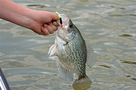 Crappie fishing. Things To Know About Crappie fishing. 