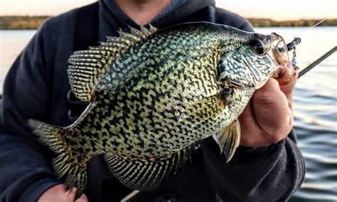 Crappie fishing near me. Things To Know About Crappie fishing near me. 