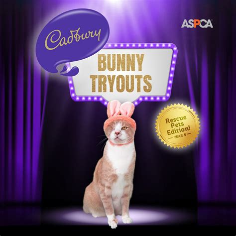 Crash the one-eyed cat wins Cadbury Bunny commercial contest