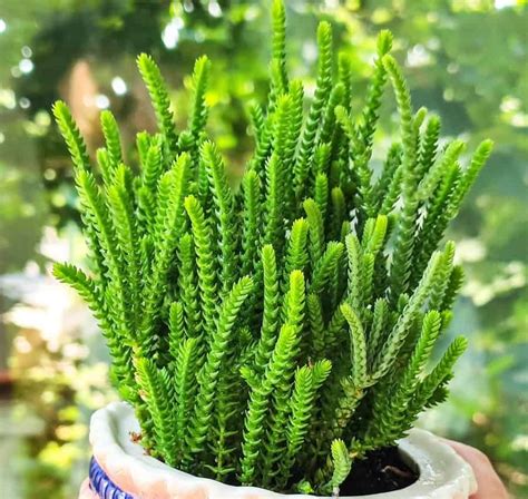 Crassula Lycopodioides - Plant Care Instructions Library - EASYPOT ...