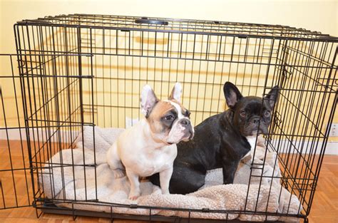 Crate Size For French Bulldog Puppy