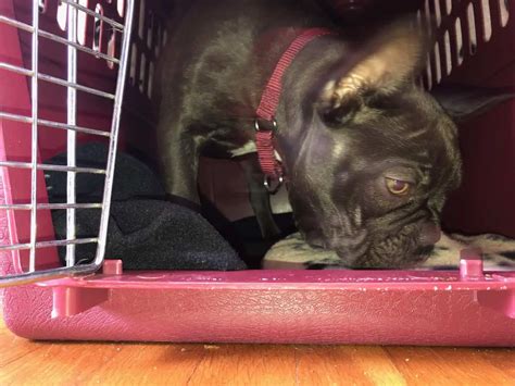 Crate Training A French Bulldog Puppy At Night