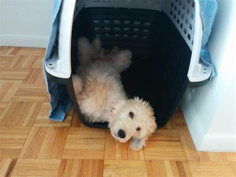 Crate Training A Goldendoodle Puppy