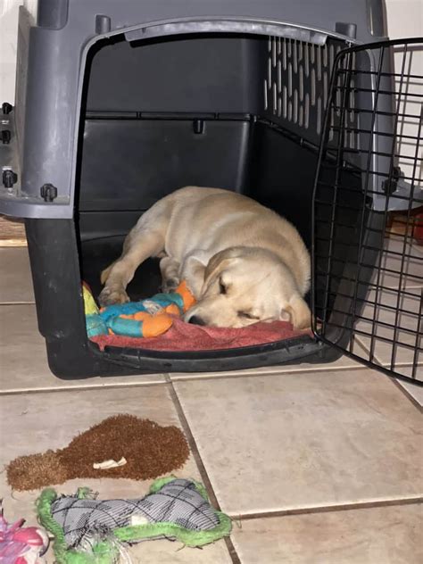 Crate Training A Labrador Retriever Puppy