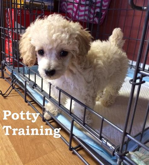 Crate Training Toy Poodle Puppy