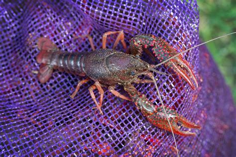 Crawfish live near me. Things To Know About Crawfish live near me. 