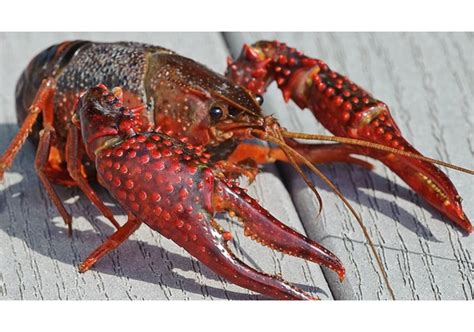 If you would like live crawfish delivered to the state of Oregon, you may obtain a permit from Rick Boatner at (503)947-6300. If you would like live crawfish delivered to the state of Minnesota, you may obtain a permit for Live Crawfish by sending an application form to Chelsey Blanke, chelsey.blanke@state.mn.us, (651) 259-5350) . 
