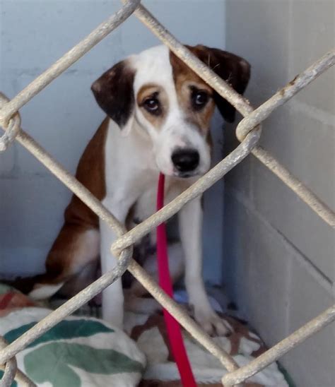 Wakulla County Animal Services has a 5 to 8% euthanasia rate which is below the 10% requirement to be considered no-kill. Posted at 11:00 AM, Jun 22, 2023 and last updated 2023-06-22 11:00:44-04. 