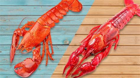 Crayfish and Crawfish: Explore the Differences and Discover Their Delicacies