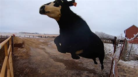 Crazed cow. Many shoppers have a beef with surging grocery bills at the same time more opt for soy, beans and other proteins, but what happens as other parts of the world grow hungry for lives... 