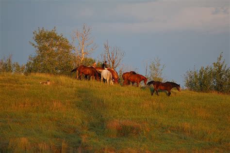 Crazy Mare Ranch